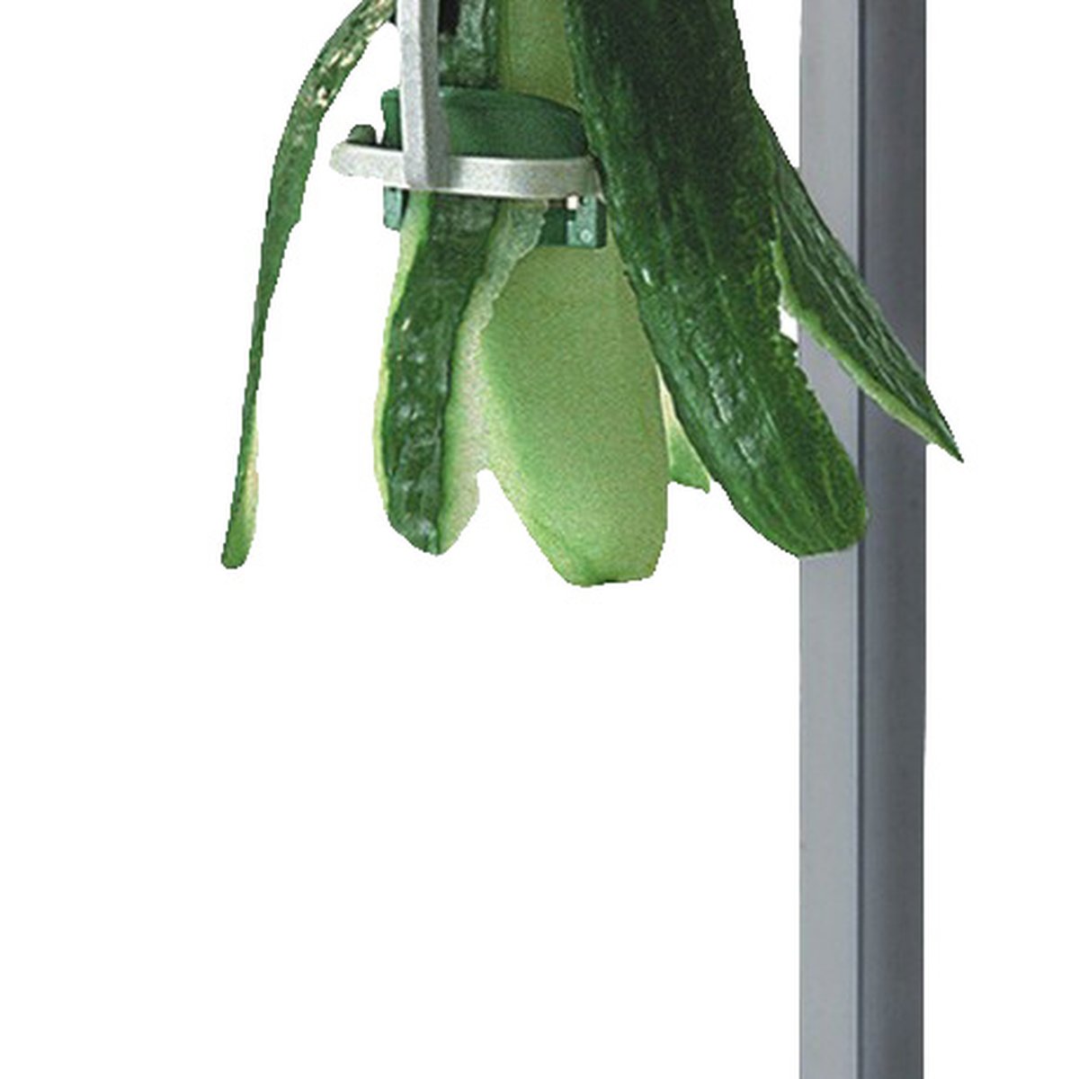 Schäler für Gurken Schäler für Gurken